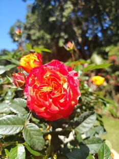 娇艳红玫瑰绽放绿叶间