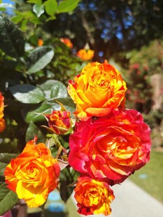 多彩艳丽的绽放玫瑰