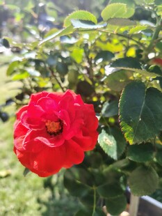 娇艳红玫瑰绽放绿叶间