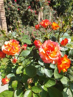 娇艳多彩的盛开玫瑰花