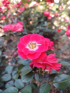 娇艳红玫瑰绽放于花丛