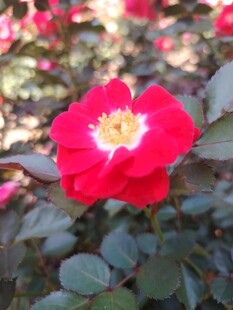 娇艳红玫瑰绽放