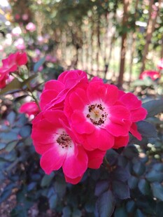 娇艳红蔷薇绽放