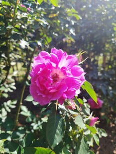 娇艳粉玫瑰绽放于绿叶间