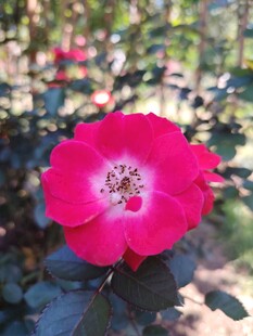 娇艳红玫瑰绽放于绿植间