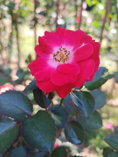 娇艳红玫瑰绽放绿叶间