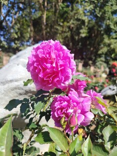 娇艳盛开的粉色牡丹花