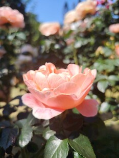 娇艳粉玫瑰绽放于花丛