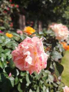 月季花