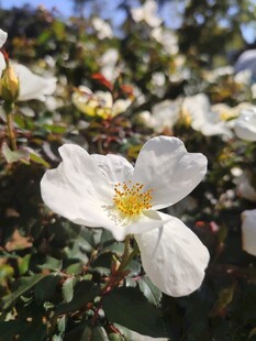 洁白野蔷薇花绽放