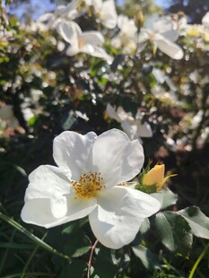 洁白山茶花绽放