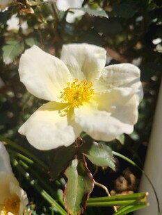 白色单瓣花