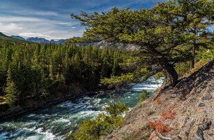 山间河畔孤树之秀丽风景