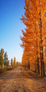 秋日林间土路的灿烂风景