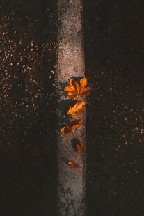 水中游动的橙色金鱼