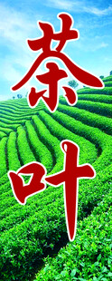 翠绿茶园中的茶叶风采