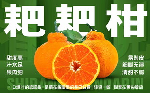 新鲜耙耙柑诱人展示