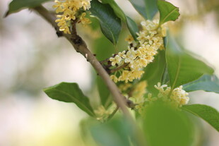 枝头绽放的桂花