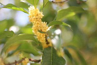 桂花枝头绽放