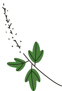 简约绿叶植物插画