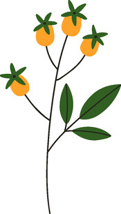 手绘橙色果实植物插画