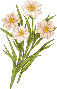 清新淡雅水仙插画