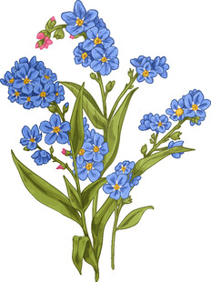 蓝色小花插画