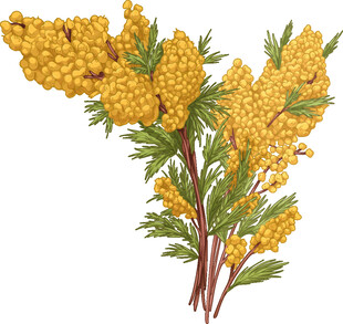 金黄沙棘枝上果实累累