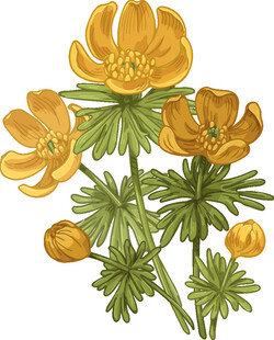 手绘黄色花朵植物图案