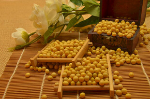 黄豆