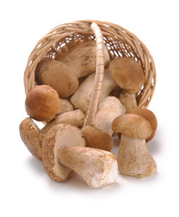 蘑菇