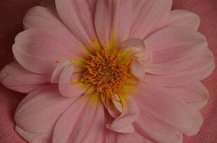 粉色娇艳花朵特写