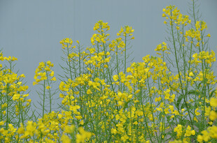 金黄油菜花绽放蓝天之下