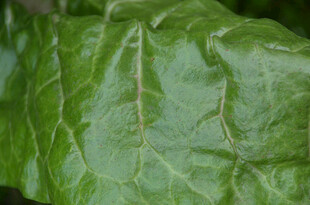 鲜绿生菜叶片特写