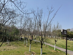 冬日公园的静谧林间小道