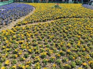 绚烂花海 色彩斑斓的美景