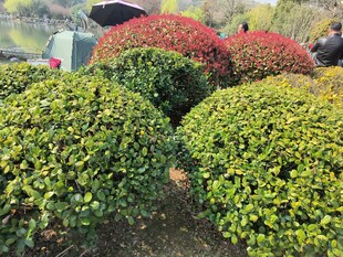 多彩球形灌木景观