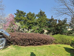 春日庭院绿植景观