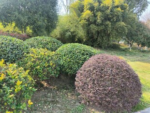 花园中的多彩灌木景观