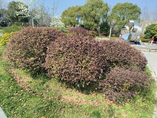 路边紫叶灌木丛景观