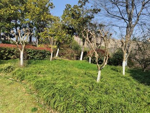 春日葱郁草地与树木