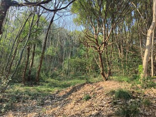 林间小径 自然静谧之景