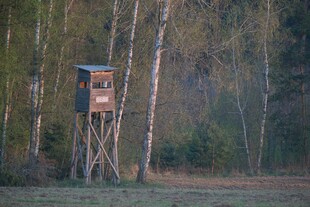林中树顶的瞭望小屋
