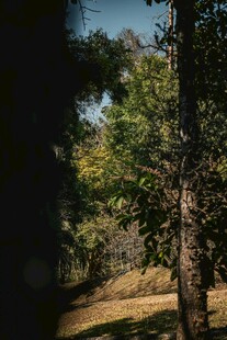 林间光影下的静谧树木