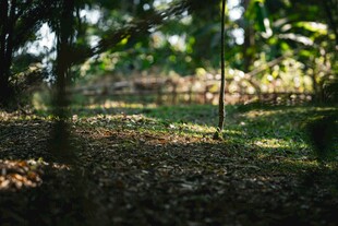 林间光影斑驳的静谧场景