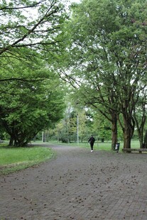 林间漫步道 悠然一人行
