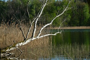 湖畔枯木与葱郁树林