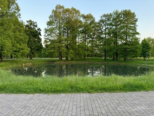 湖畔绿树成荫的宁静景致