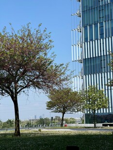 城市中高楼旁的绿树景观