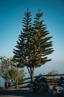 蓝天旁的挺拔松树